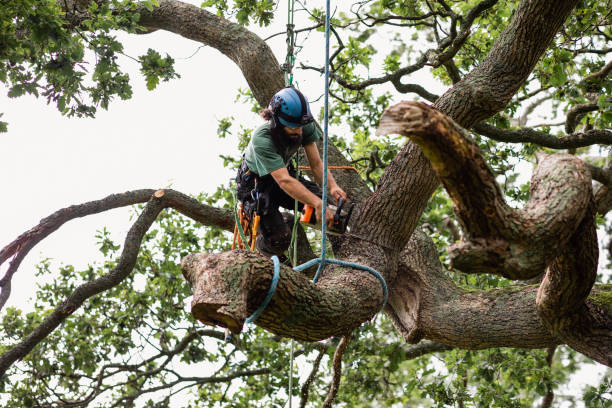 Best Utility Line Clearance  in Wilton Manors, FL